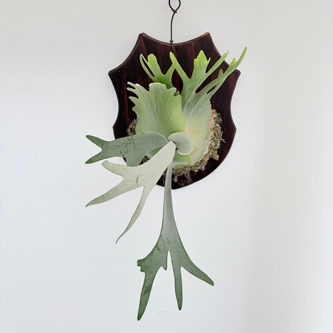 板付 観葉植物 超美株の子株です♫〖ビカクシダ・ウィリンキー・ドワーフタツタ〗