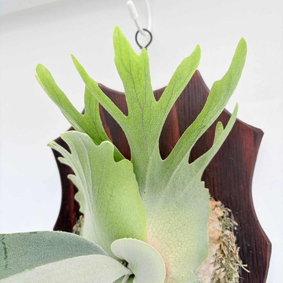 板付 観葉植物 超美株の子株です♫〖ビカクシダ・ウィリンキー・ドワーフタツタ〗