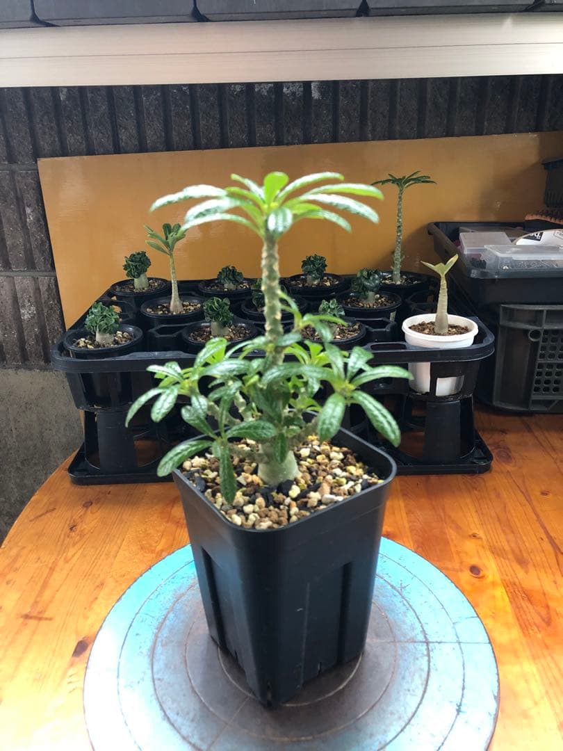 ドルステニア・ギガス　国内実生　A2