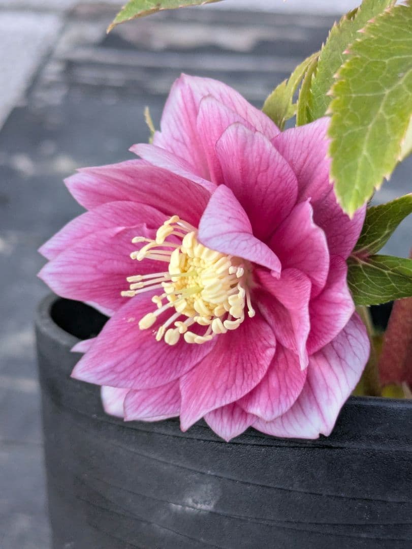 広瀬園芸 クリスマスローズ　オーレア系 ピンクグラデーション DD（ダブル）