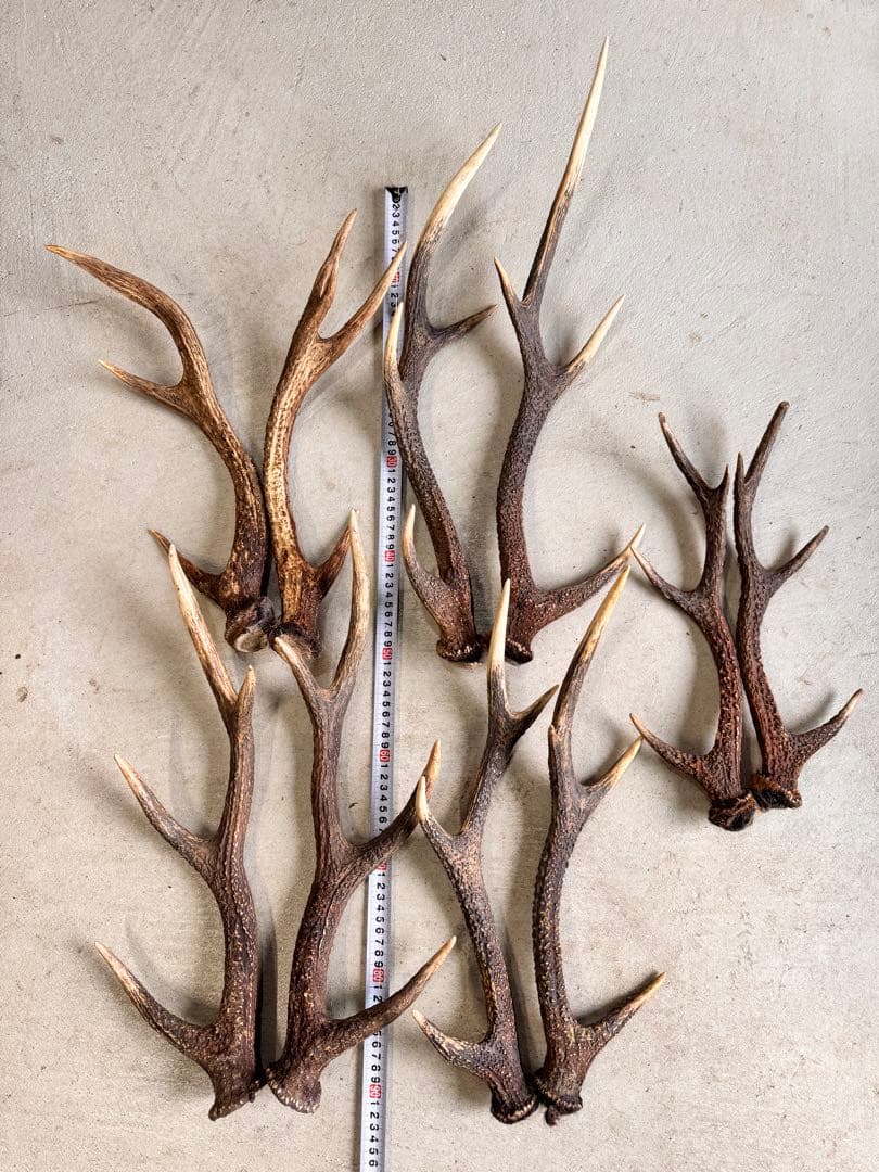 日本鹿の角 5対(10本セット) No.2