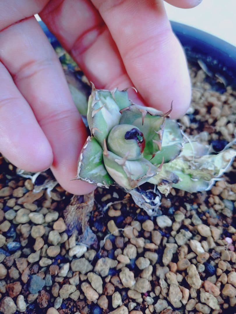 姫厳竜錦　白中斑　姫厳龍　子株　姫厳竜　ラスト