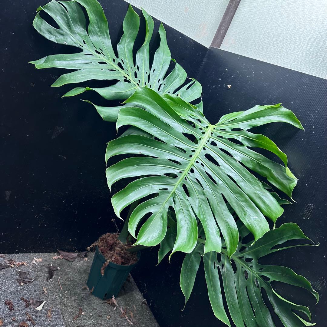 モンステラデリシオーサマクロコズム超希少系統鉢植え89㎝