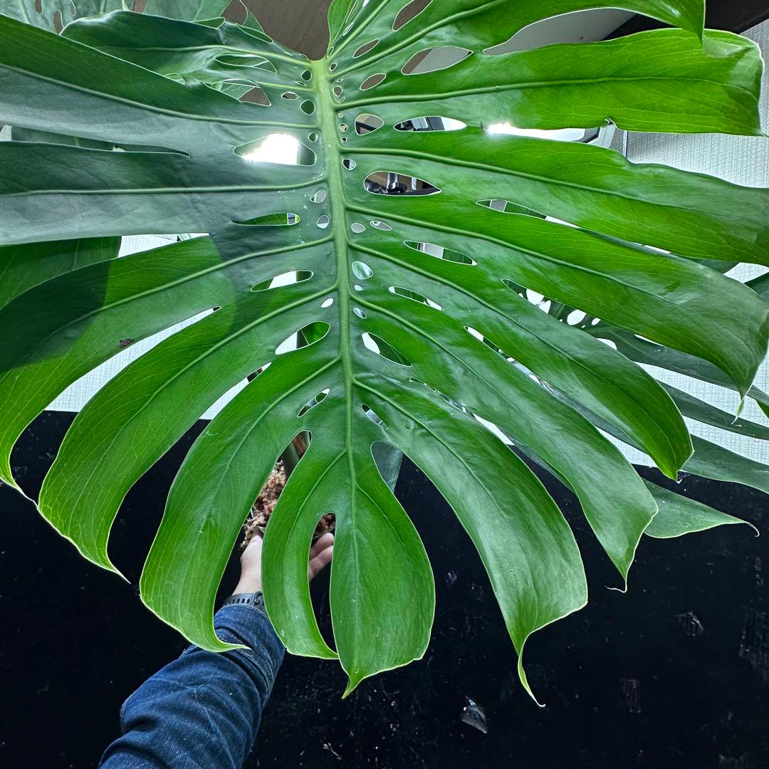 モンステラデリシオーサマクロコズム超希少系統鉢植え89㎝