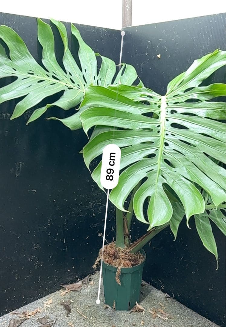 モンステラデリシオーサマクロコズム超希少系統鉢植え89㎝