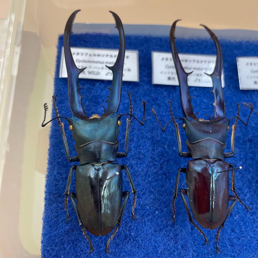 標本　激レア　ブルータイプ　メタリフェルクワガタ　♂4頭　WILD