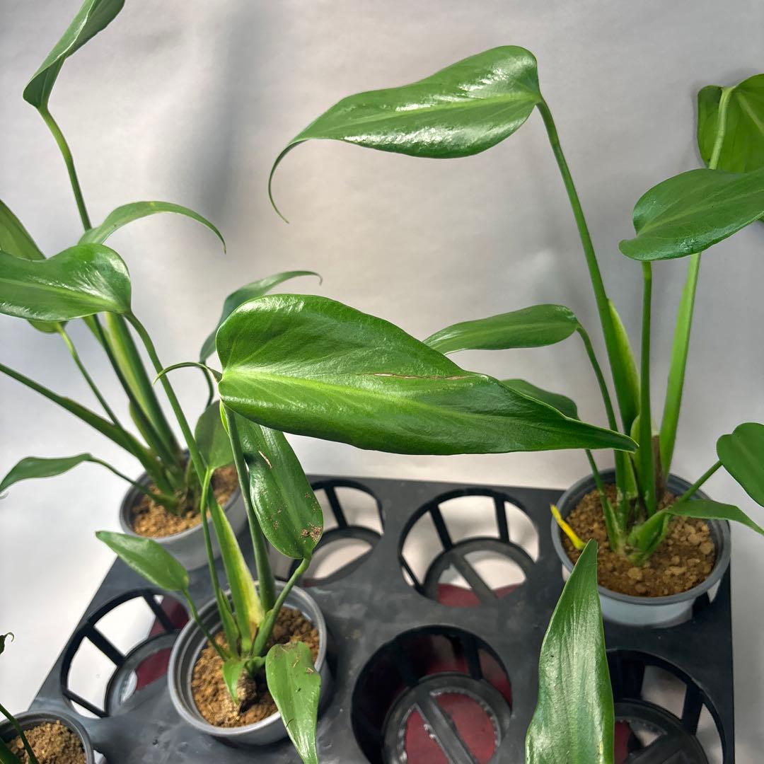 さ*ん様 5株セット訳ありa19モンステラ バールマルクスフレーム