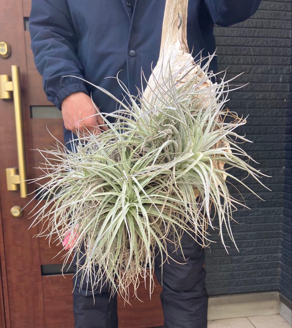 【現品】チランジア　ヒューストン コットンキャンディ　板付き　ＷＲ番