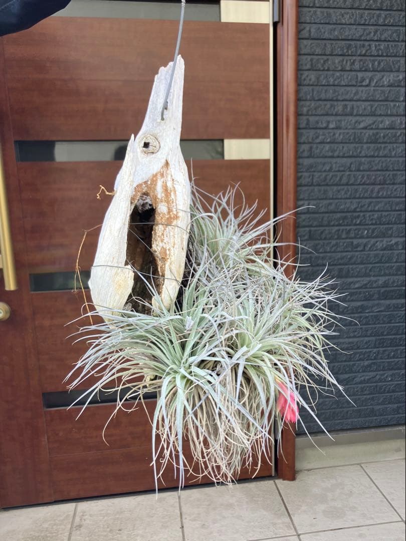 【現品】チランジア　ヒューストン コットンキャンディ　板付き　ＷＲ番