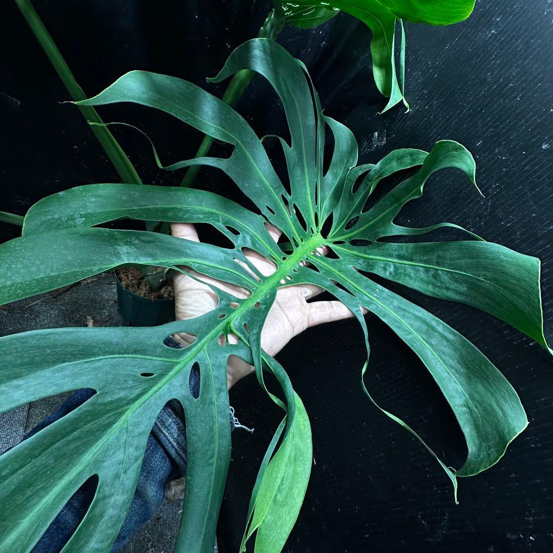 ま*め様 モンステラデリシオーサマクロコズム超希少系統鉢植え79㎝