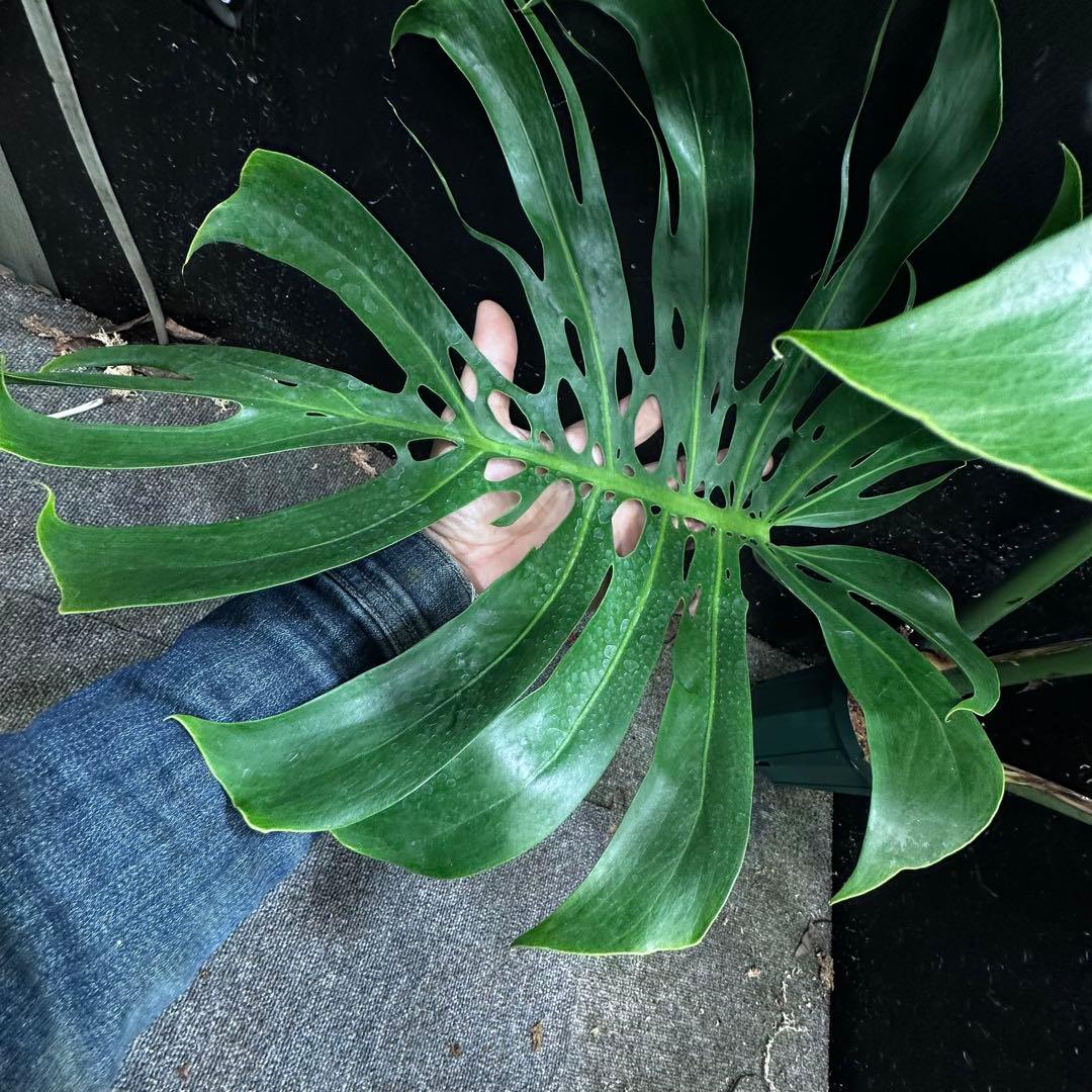 ま*め様 モンステラデリシオーサマクロコズム超希少系統鉢植え79㎝