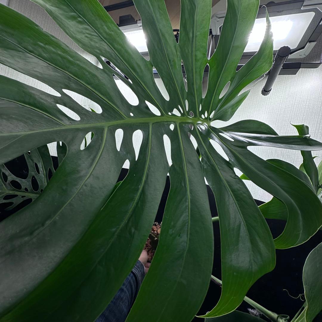 ま*め様 モンステラデリシオーサマクロコズム超希少系統鉢植え79㎝