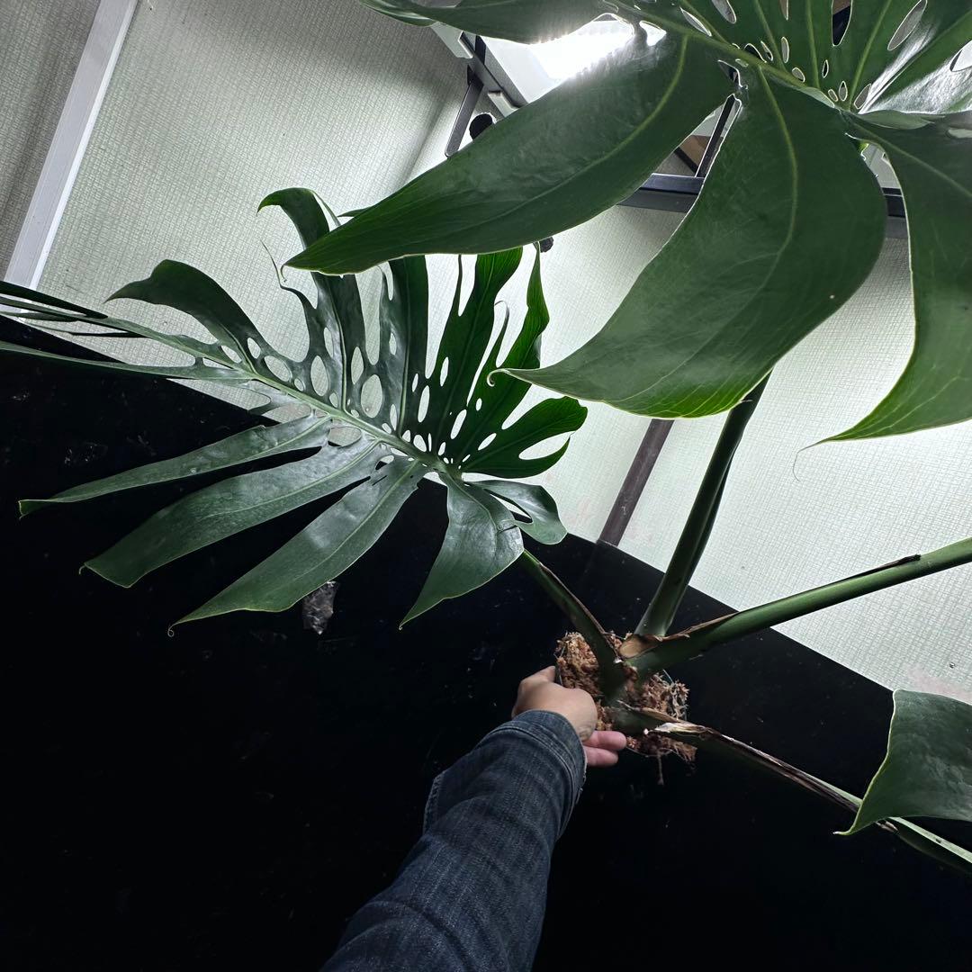 ま*め様 モンステラデリシオーサマクロコズム超希少系統鉢植え79㎝