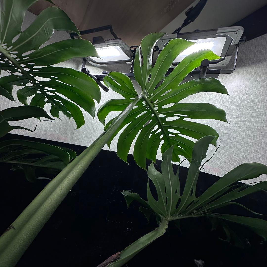 ま*め様 モンステラデリシオーサマクロコズム超希少系統鉢植え79㎝