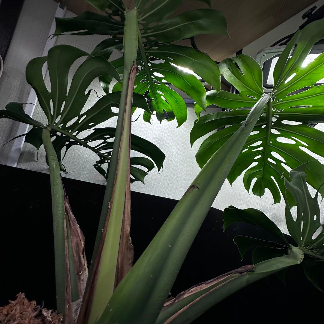 ま*め様 モンステラデリシオーサマクロコズム超希少系統鉢植え79㎝
