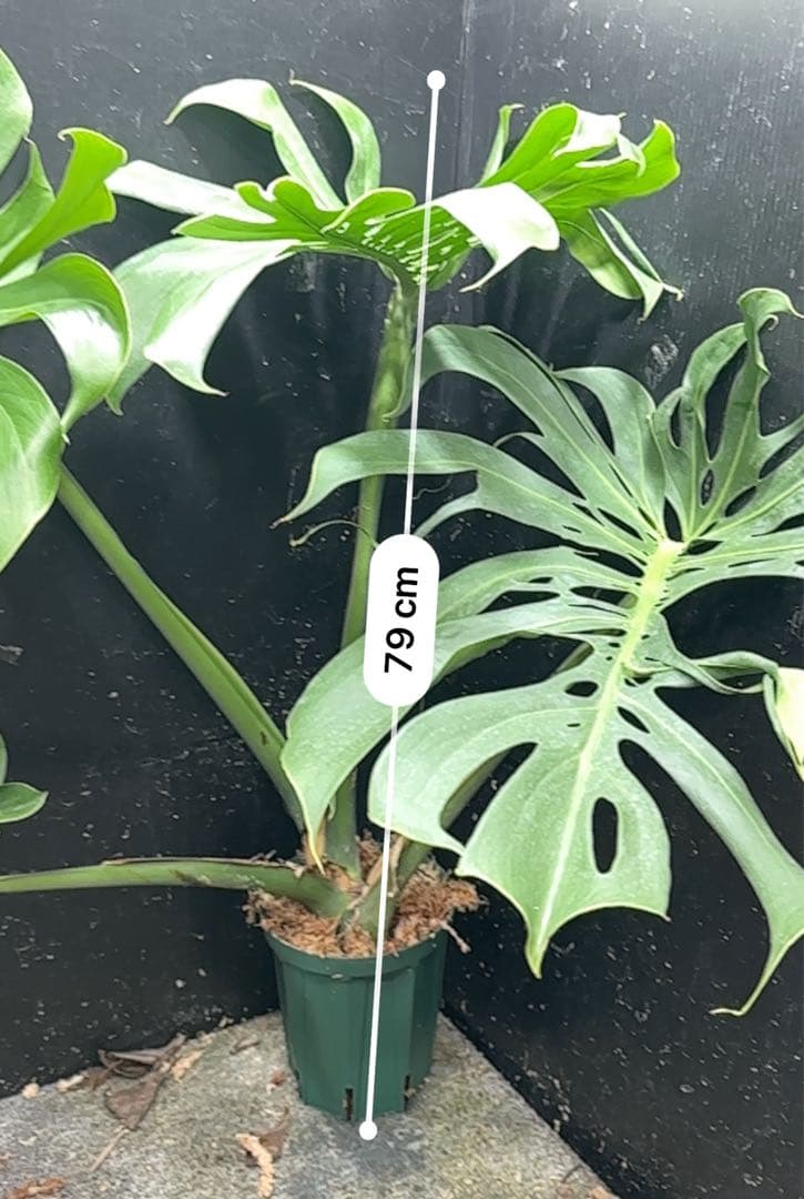 ま*め様 モンステラデリシオーサマクロコズム超希少系統鉢植え79㎝