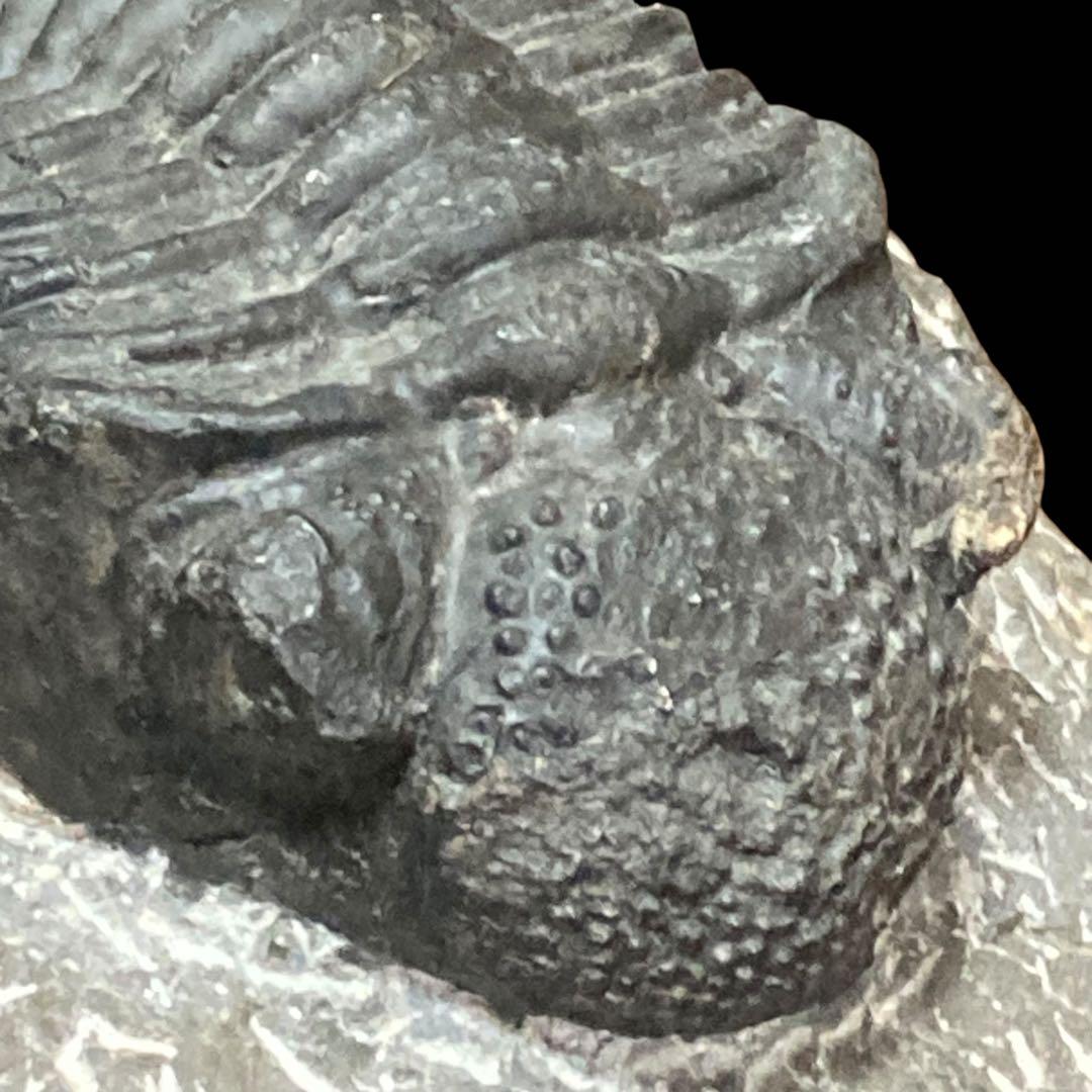 三葉虫化石 特大サイズ　全長約13cm