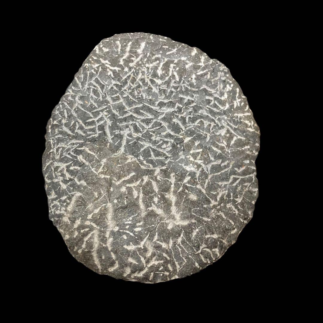 三葉虫化石 特大サイズ　全長約13cm