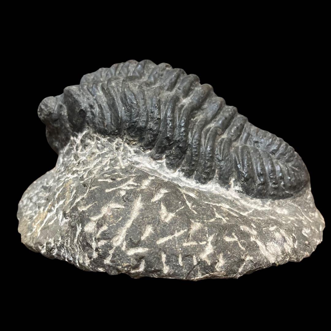 三葉虫化石 特大サイズ　全長約13cm