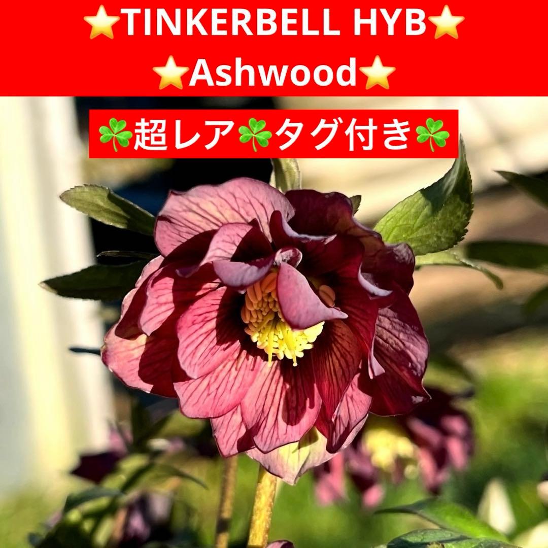 や*ぺ様 3535☘️超レア☘️タグ付き☘️⭐️TINKERBELL HYB⭐️