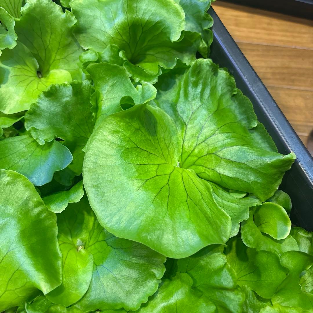 ビカクシダ　胞子培養