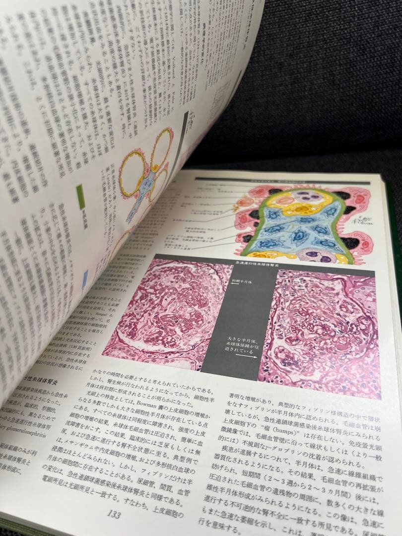 医学図譜集 腎臓編【Frank H. Netter 解剖学専門書 医学イラスト本