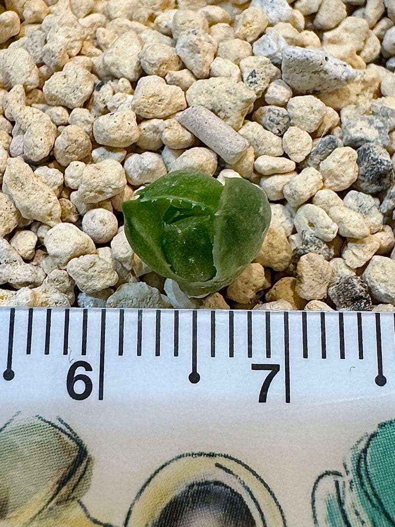 ハオルチア　ナイルの一滴　カキ仔　未発根②＆①＆白蛇伝葉挿し苗セット　メルカリ便