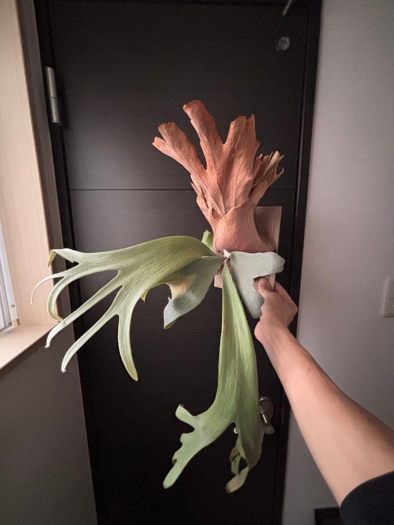 アボカド　P. willinckii 'Cotton Cloud'