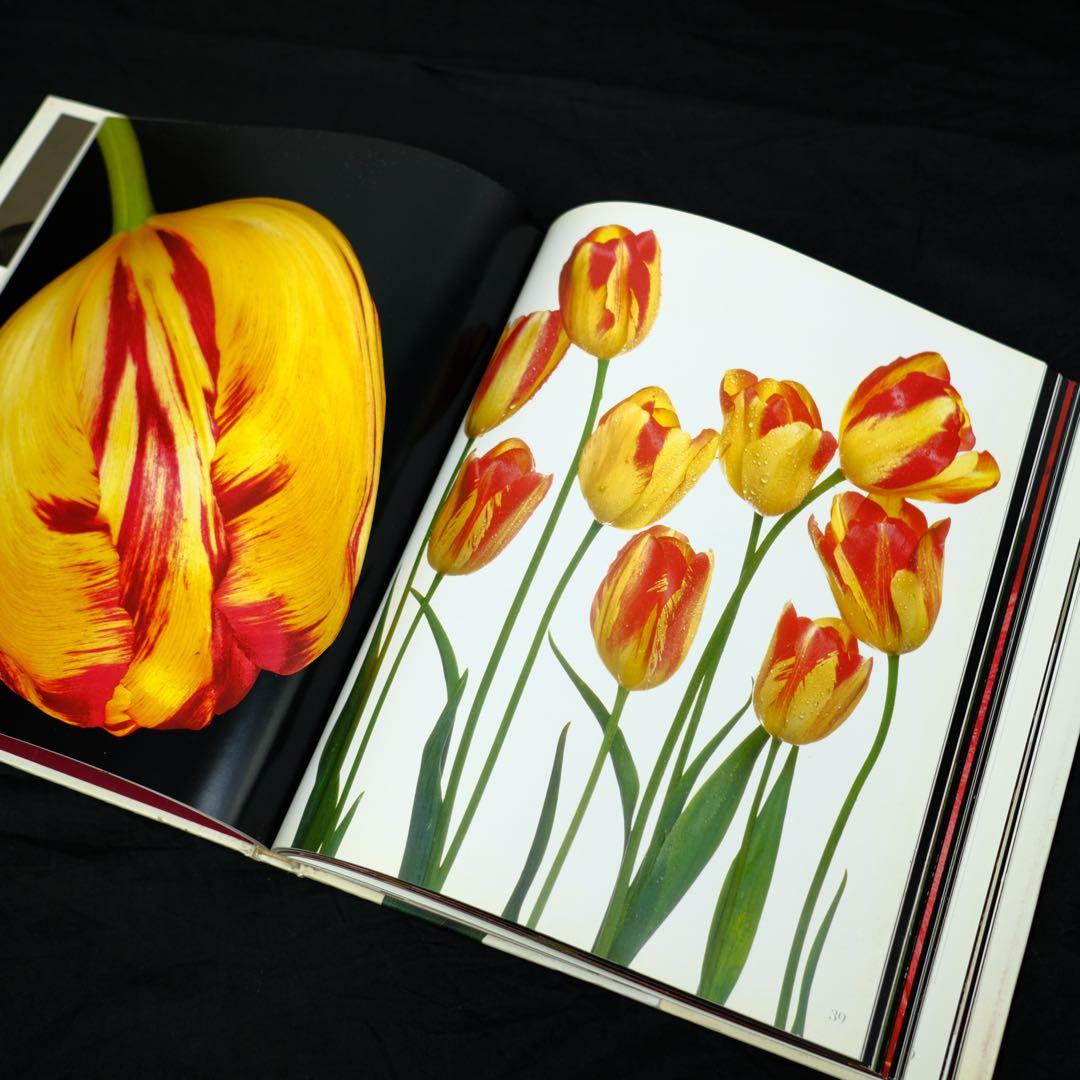 TULIPS by PETER ARNOLD チューリップ　花の写真集　洋書
