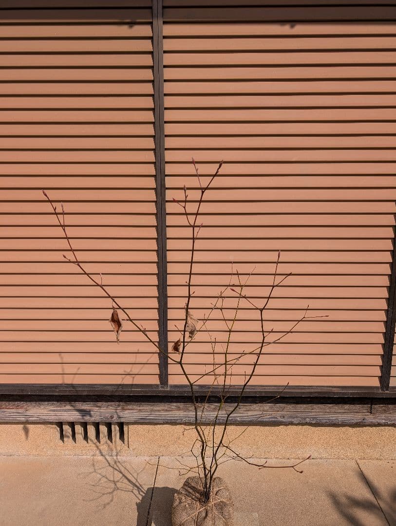 クロモジ　株立　②