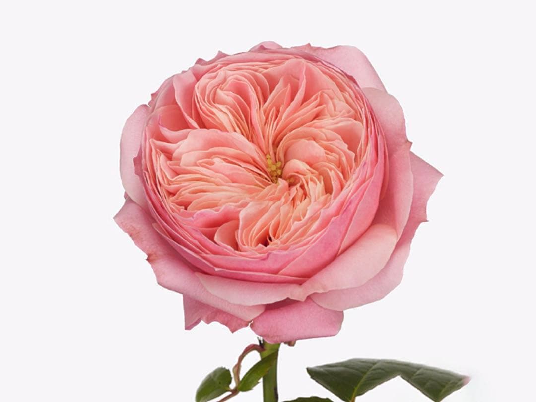 切り花品　レア薔薇