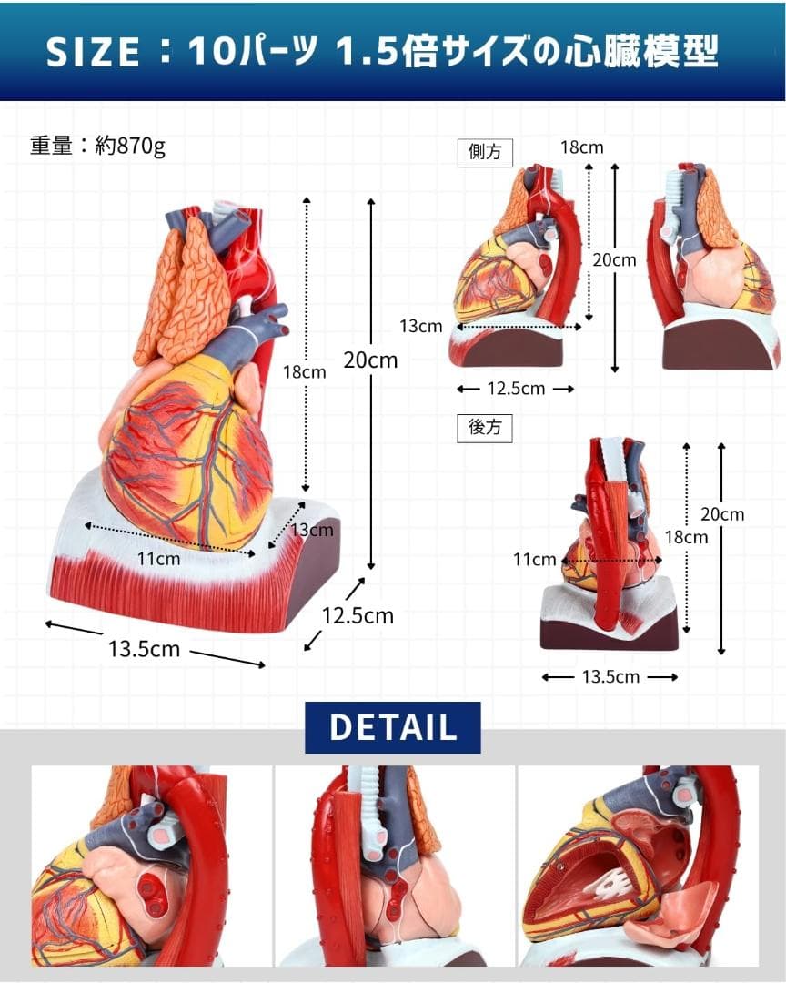 KIYOMARU 心臓模型 1.5倍大 10分解 教育用 新品