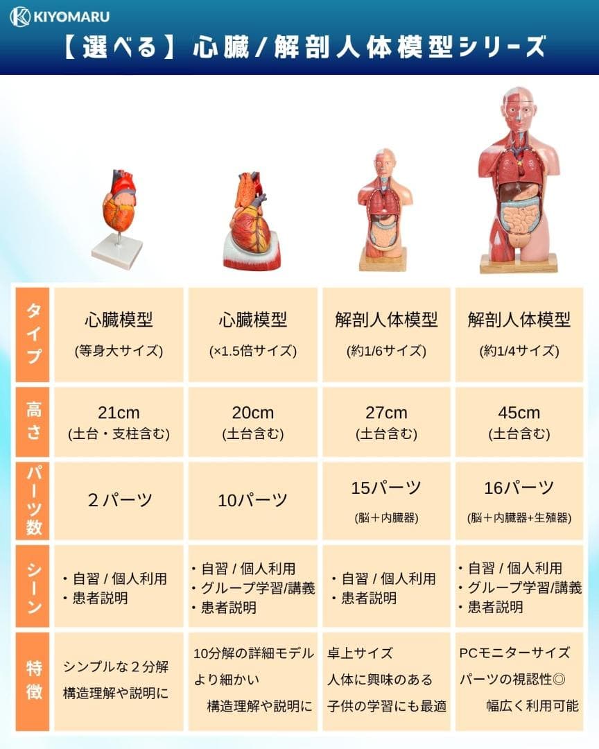 KIYOMARU 心臓模型 1.5倍大 10分解 教育用 新品