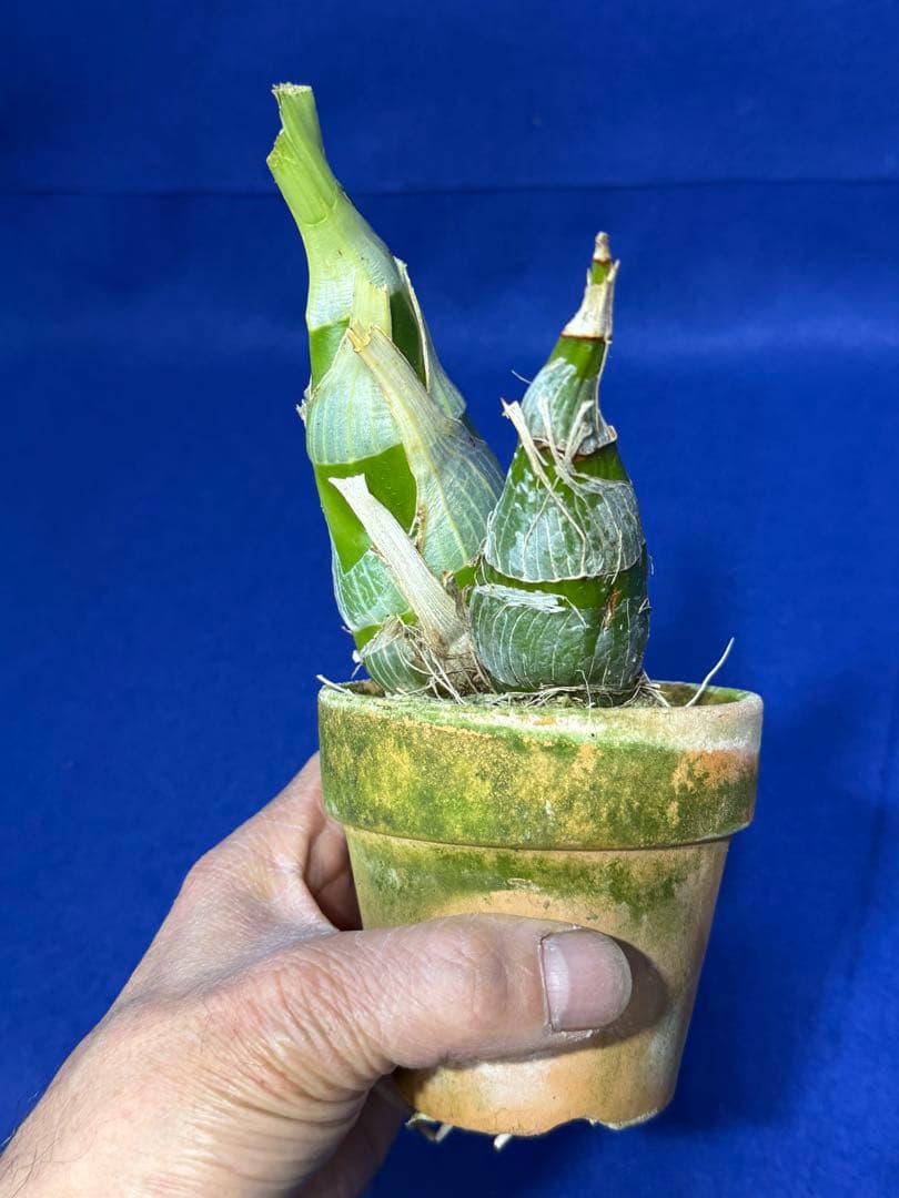 105 タケノコラン　Clowesia 'Queen knight'(OG)