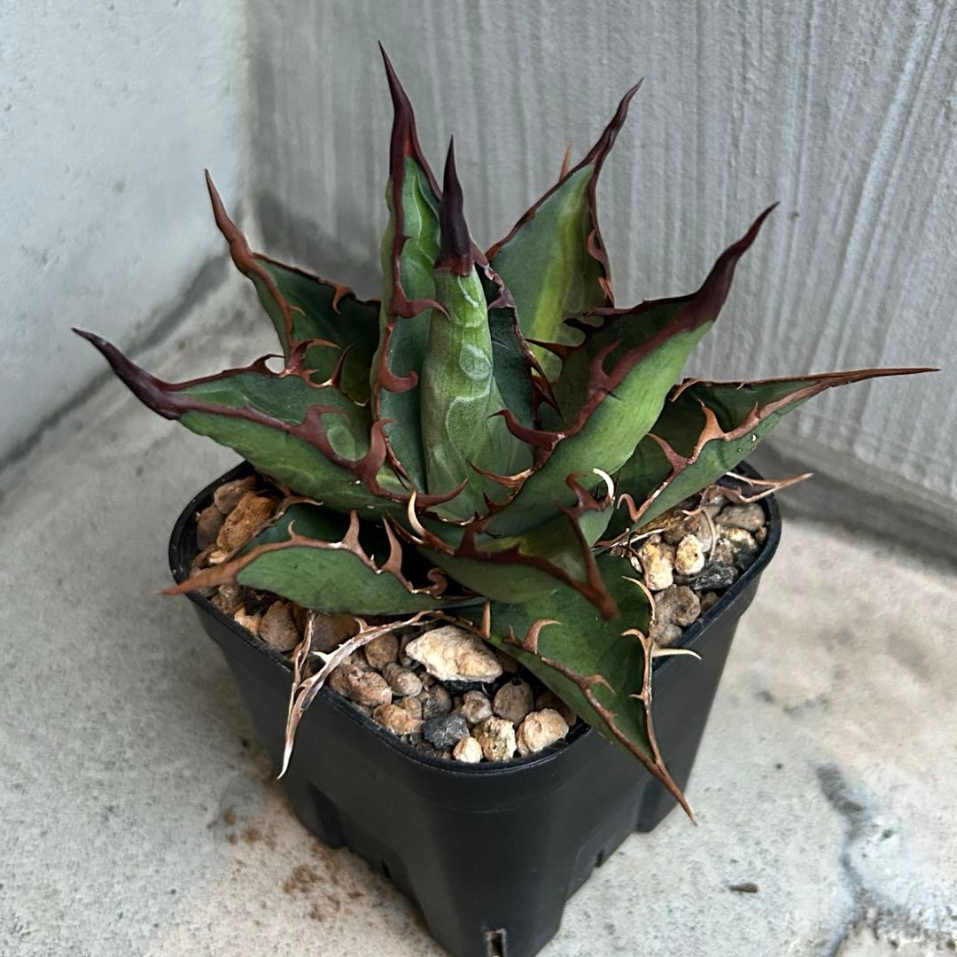 親株 アガベ ハイブリッド キシロナカンサ × コロラータ agave キシコロ