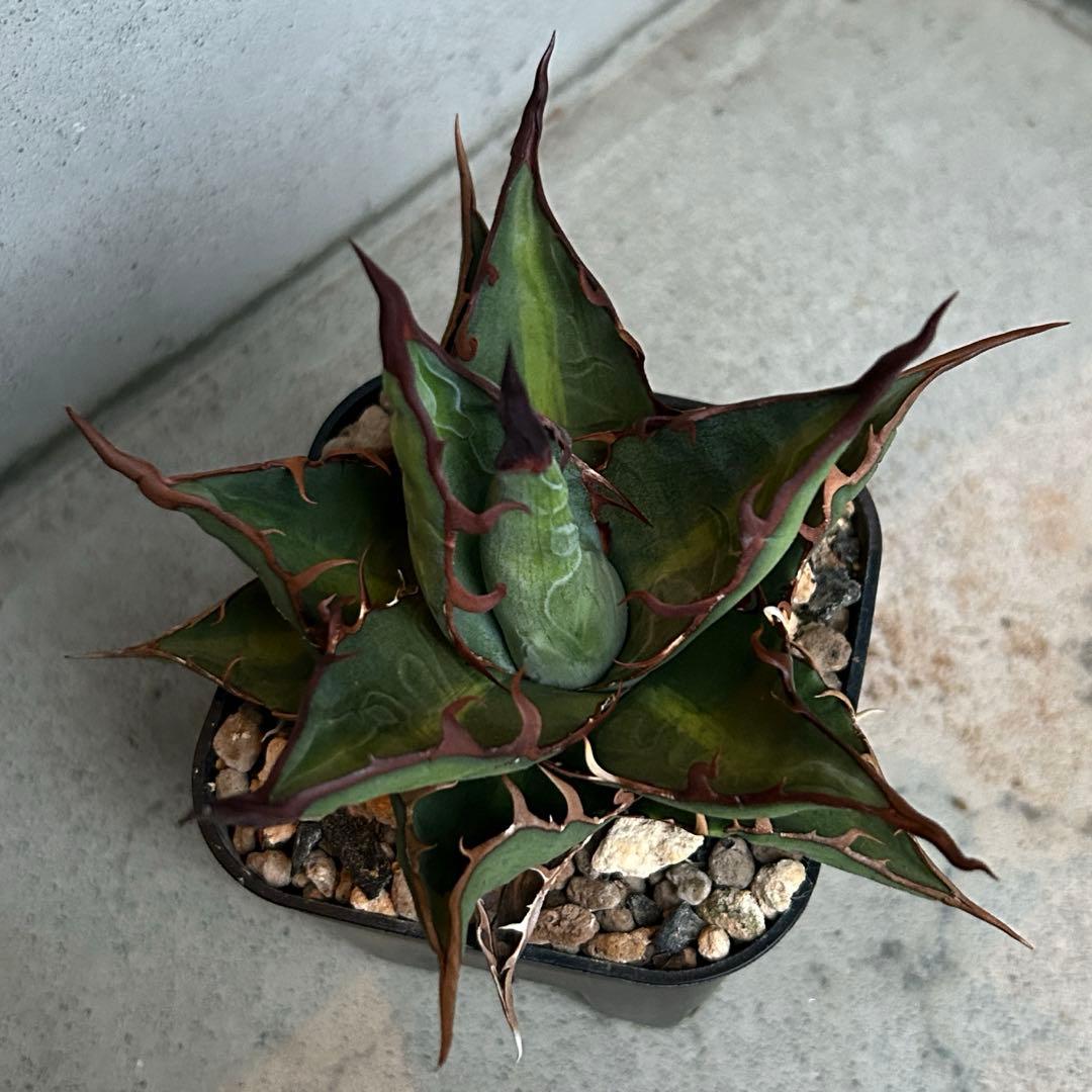 親株 アガベ ハイブリッド キシロナカンサ × コロラータ agave キシコロ