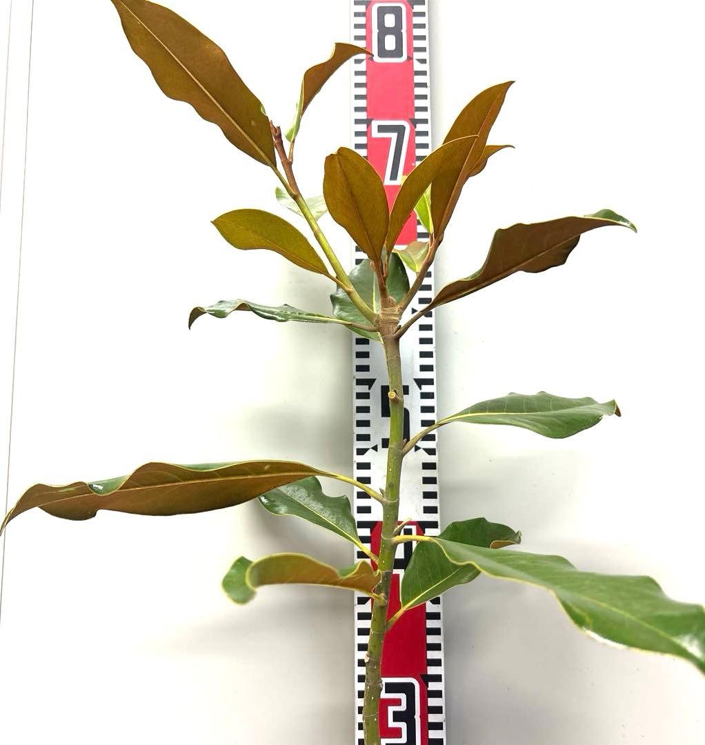 42. ケイパレス マグノリア 泰山木 タイサンボク 苗 苗木 小型品種