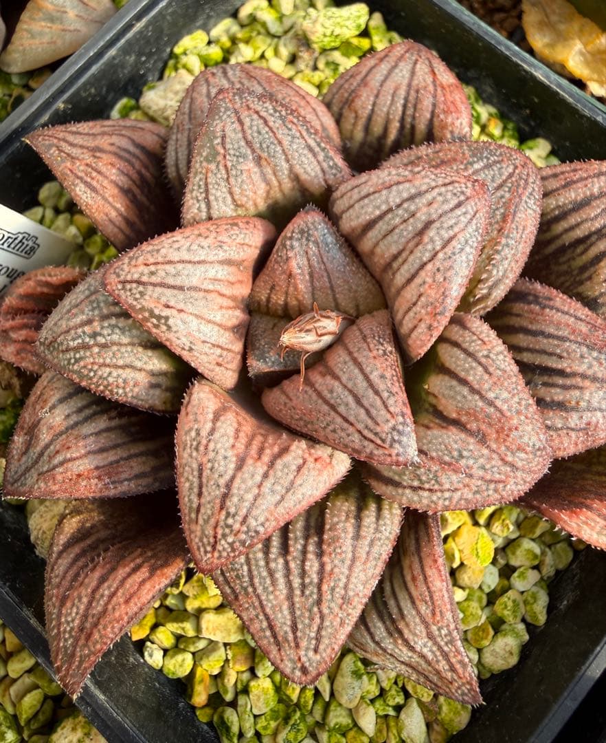 多肉植物　ハオルチア ハオルシア 白鳥部屋実生