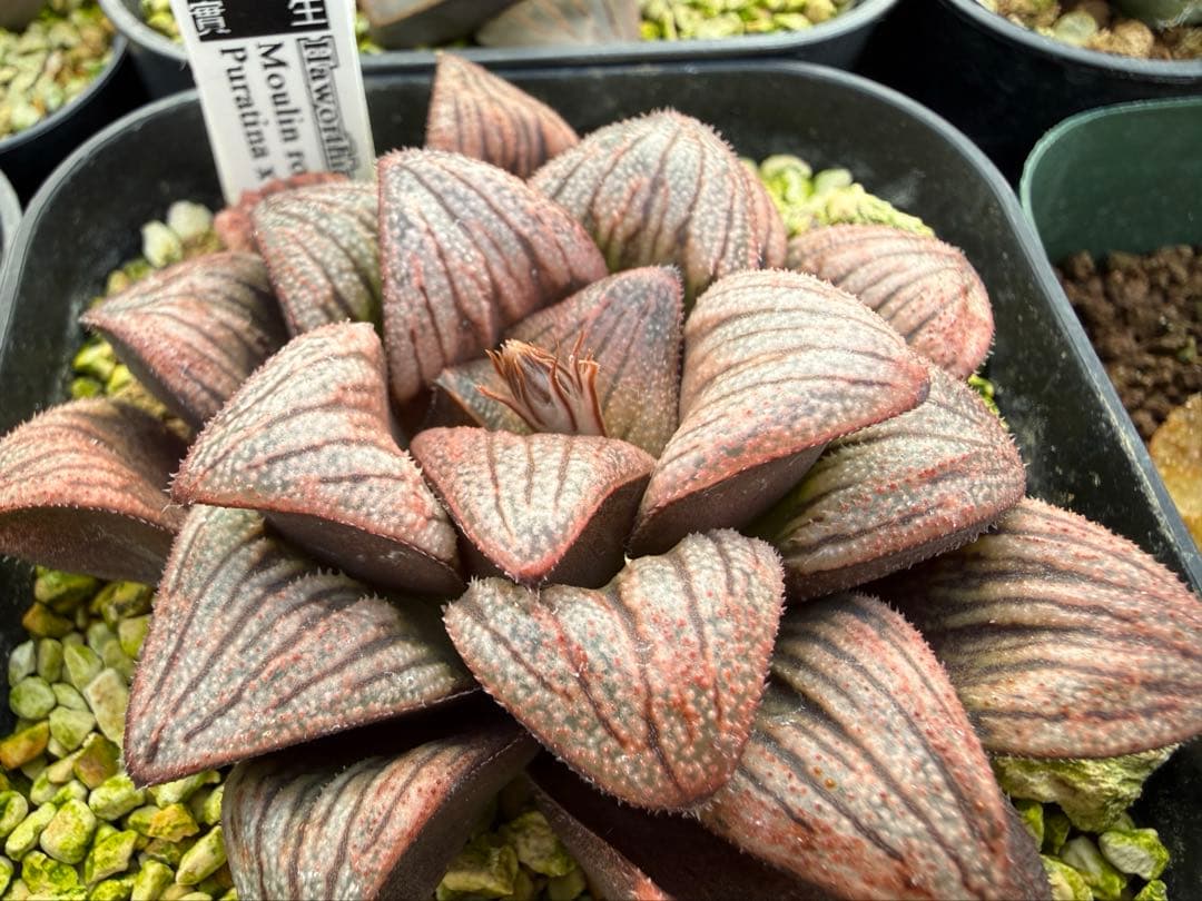 多肉植物　ハオルチア ハオルシア 白鳥部屋実生