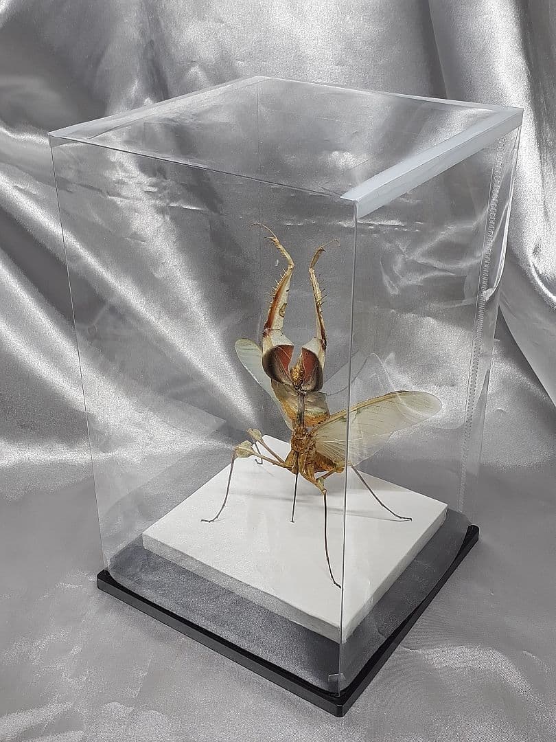 ニセハナマオウカマキリ雌　立体標本