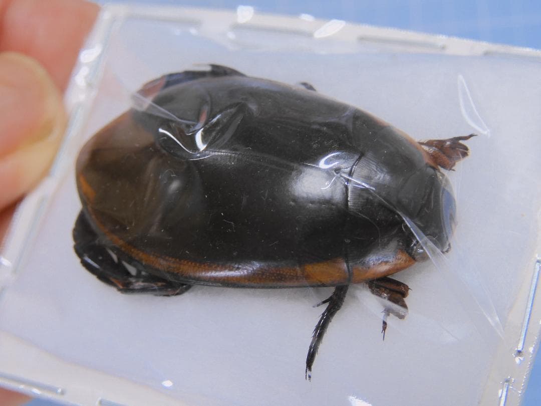 標本用品 Taiwan Dytiscoidae sp.38mm