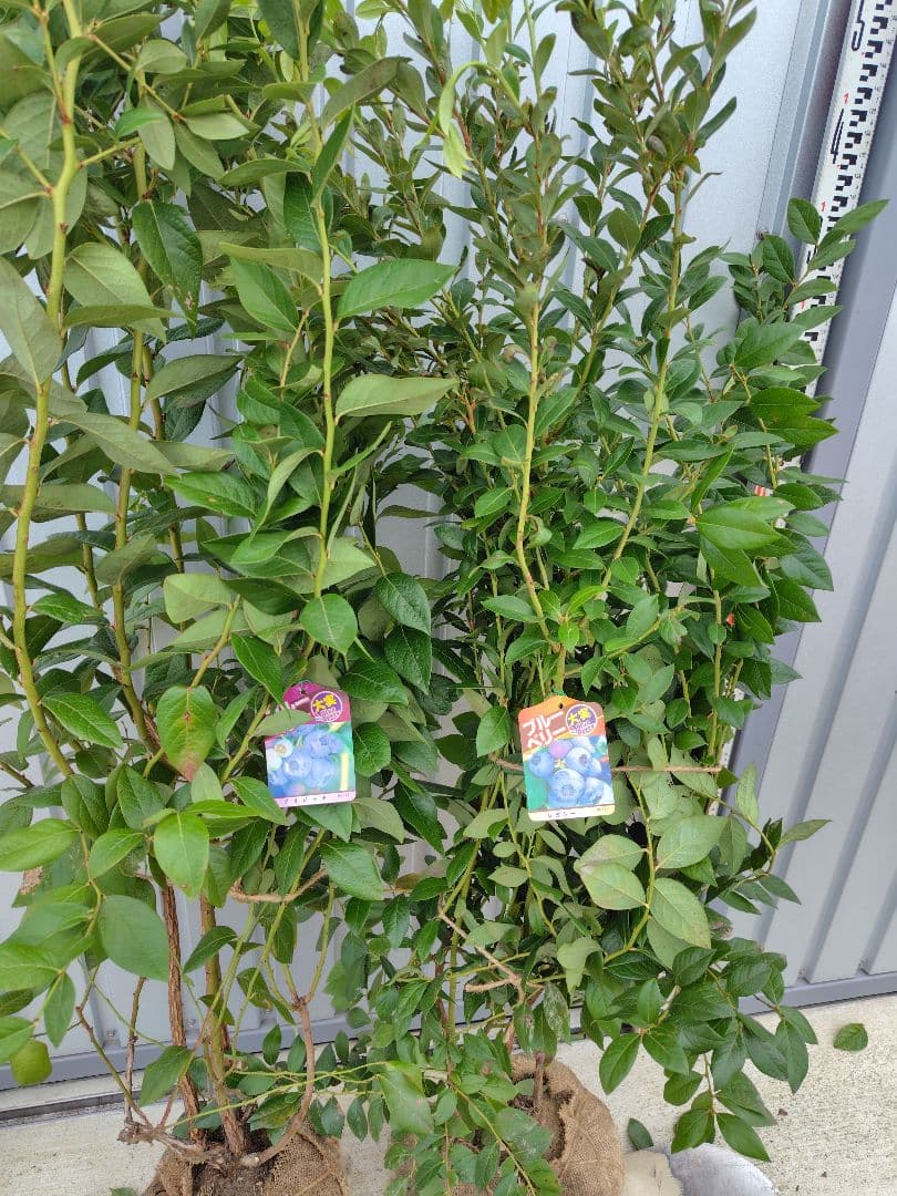 ブルーベリー苗ブリジッタ＆レガシー大苗2本セット