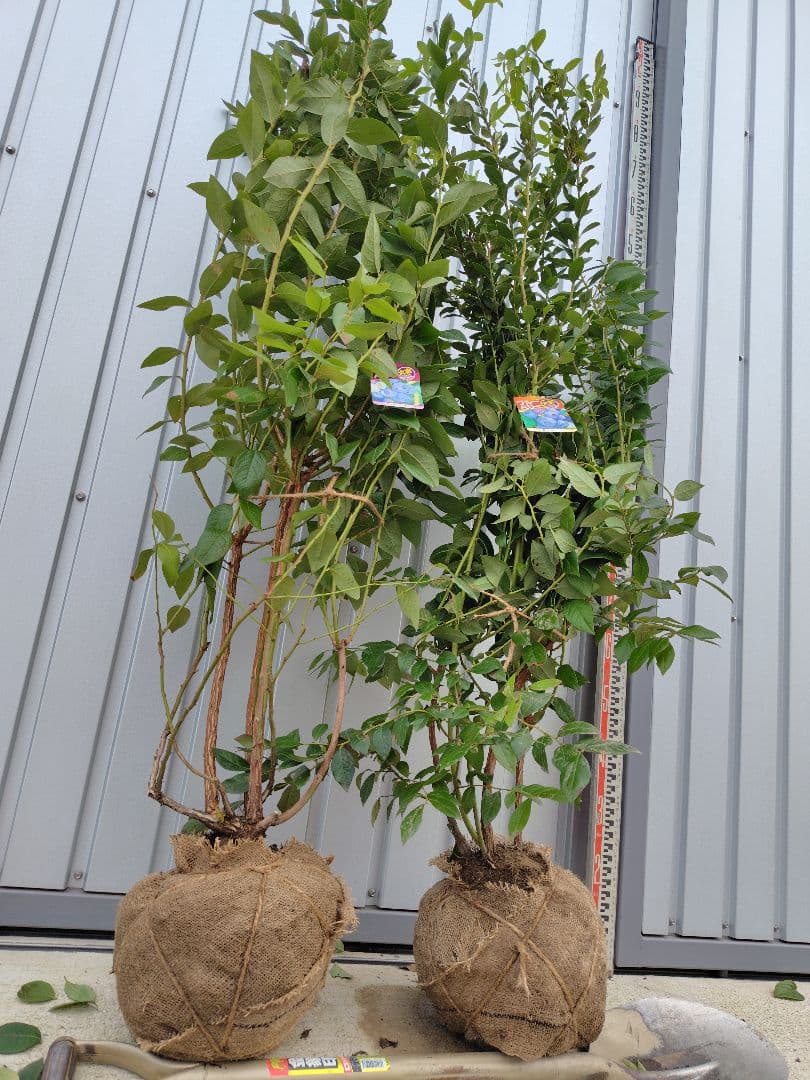 ブルーベリー苗ブリジッタ＆レガシー大苗2本セット