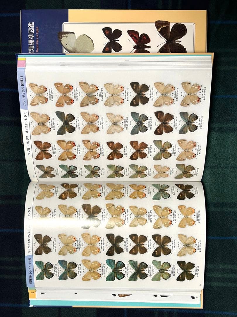 日本産蝶類標準図鑑　学研　カバー付き