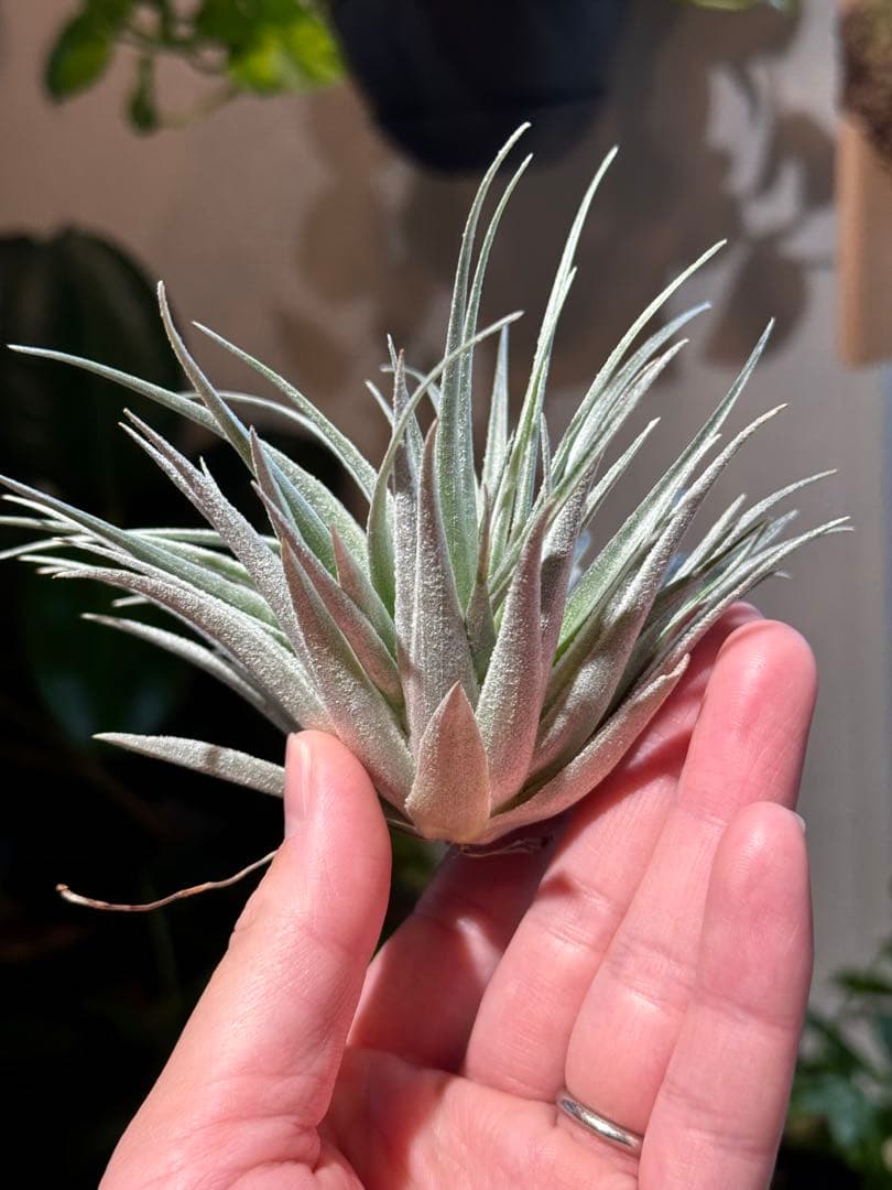 ブロメリア・エアープランツ Tillandsia roseiflora