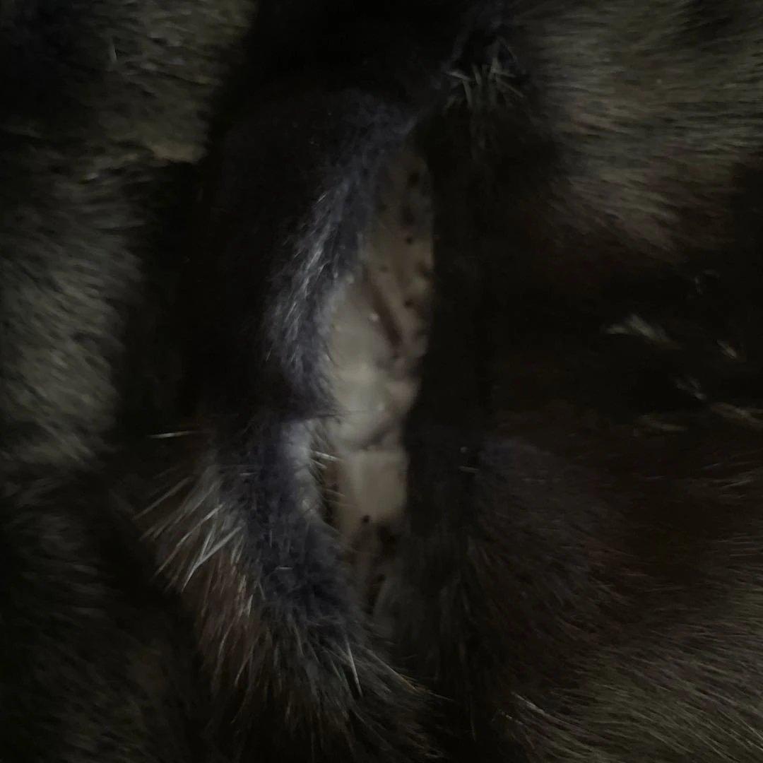 VIOLETA ブラックミンクベストLサイズ