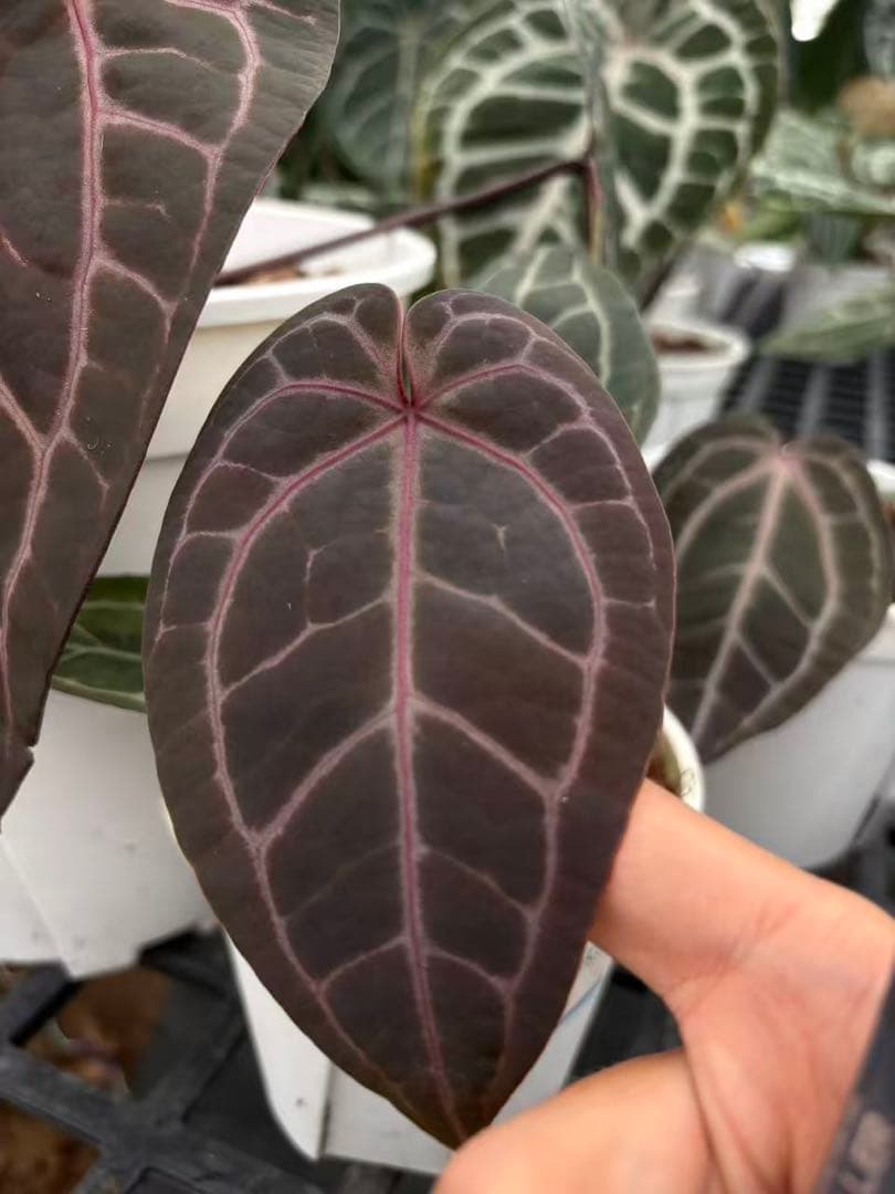 anthurium dream weaver✖️michelle