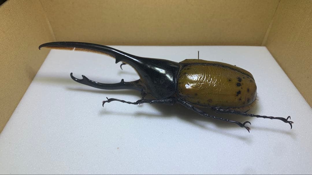 【標本】ヘラクレスリッキー　WD♂145mm エクアドル産/ヘラクレスオオカブト