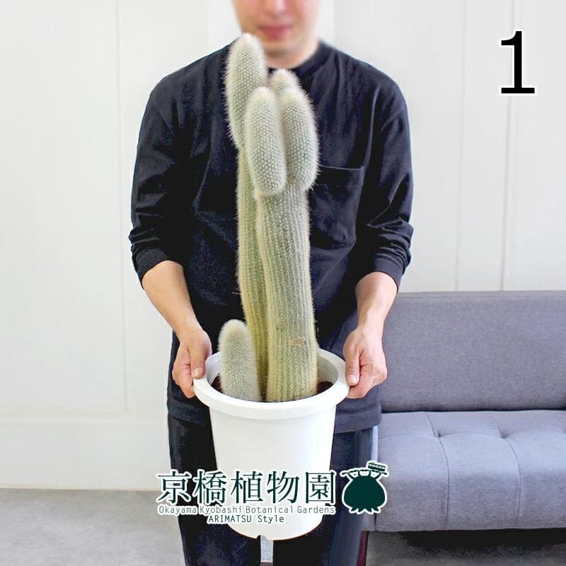 【おがわ@読書に挑戦】【現品】サボテン吹雪柱（フブキチュウ）8号白鉢（1）