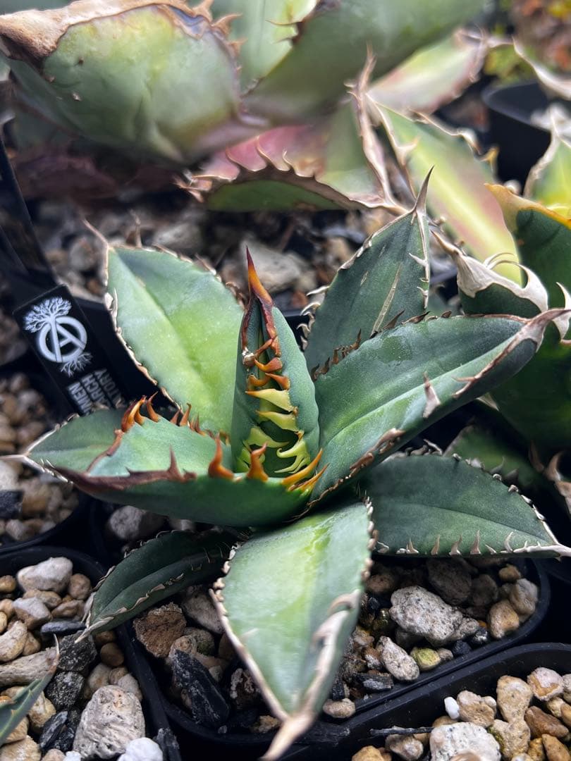 アガベ オテロイ 実生選抜 2022Lot 子株出品